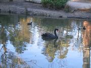 Sanctuary black swan