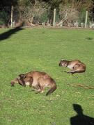 Sanctuary relaxing kangaroos