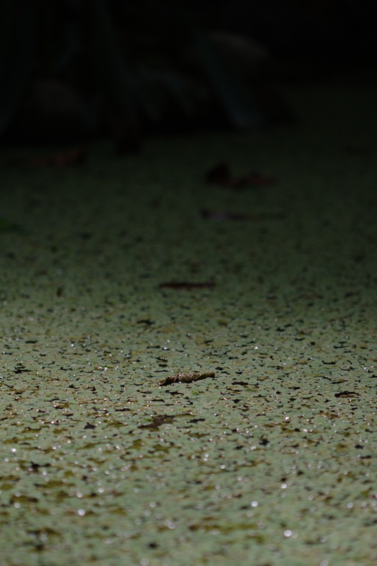 Feuille morte sur un tapis lentilles d'eau